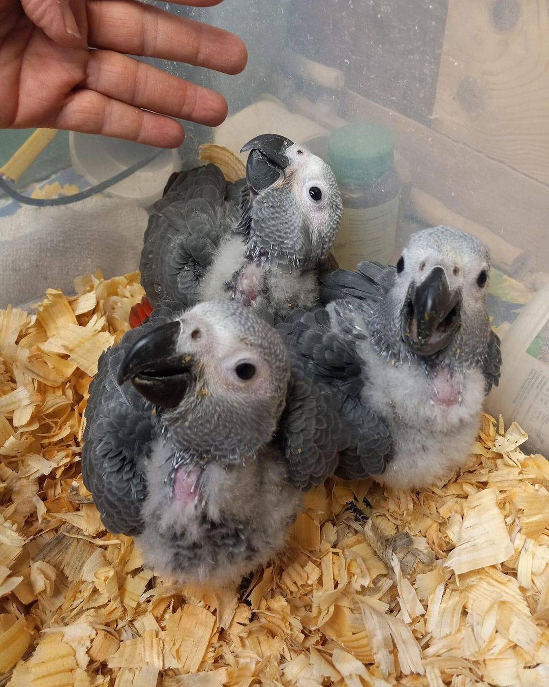 babies