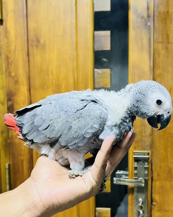 Chico