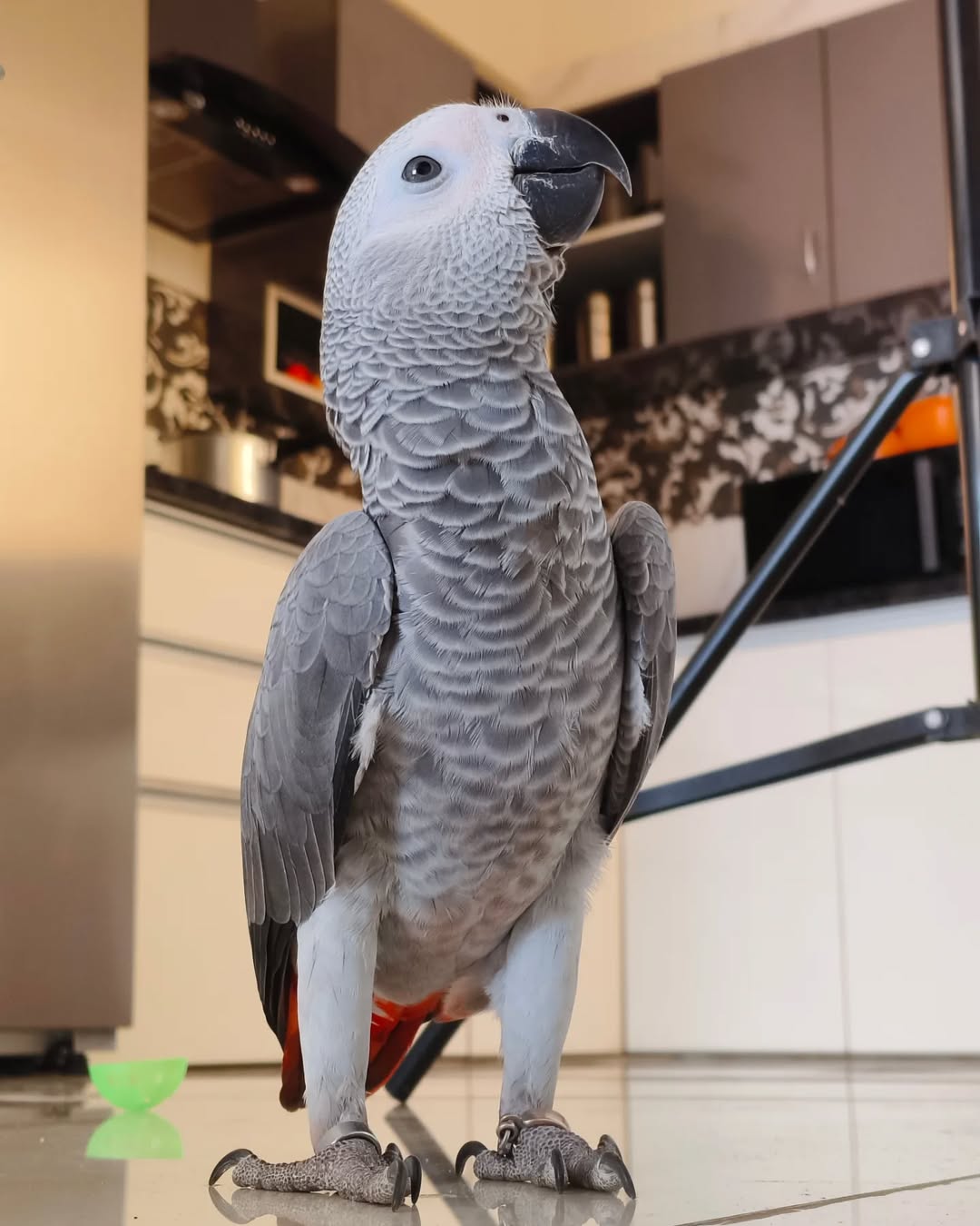 Mimi2